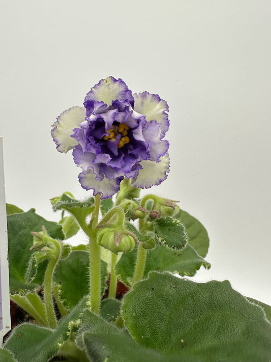 Harmony's Ice Queen - Live African Violet 4"