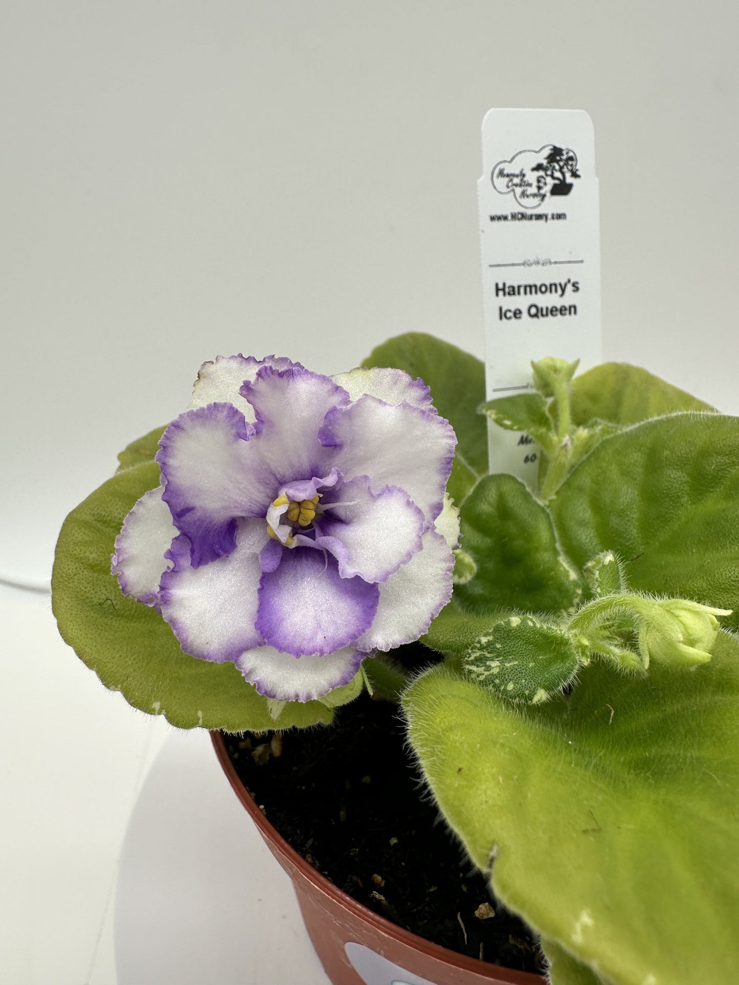 Harmony's Ice Queen - Live African Violet 4"