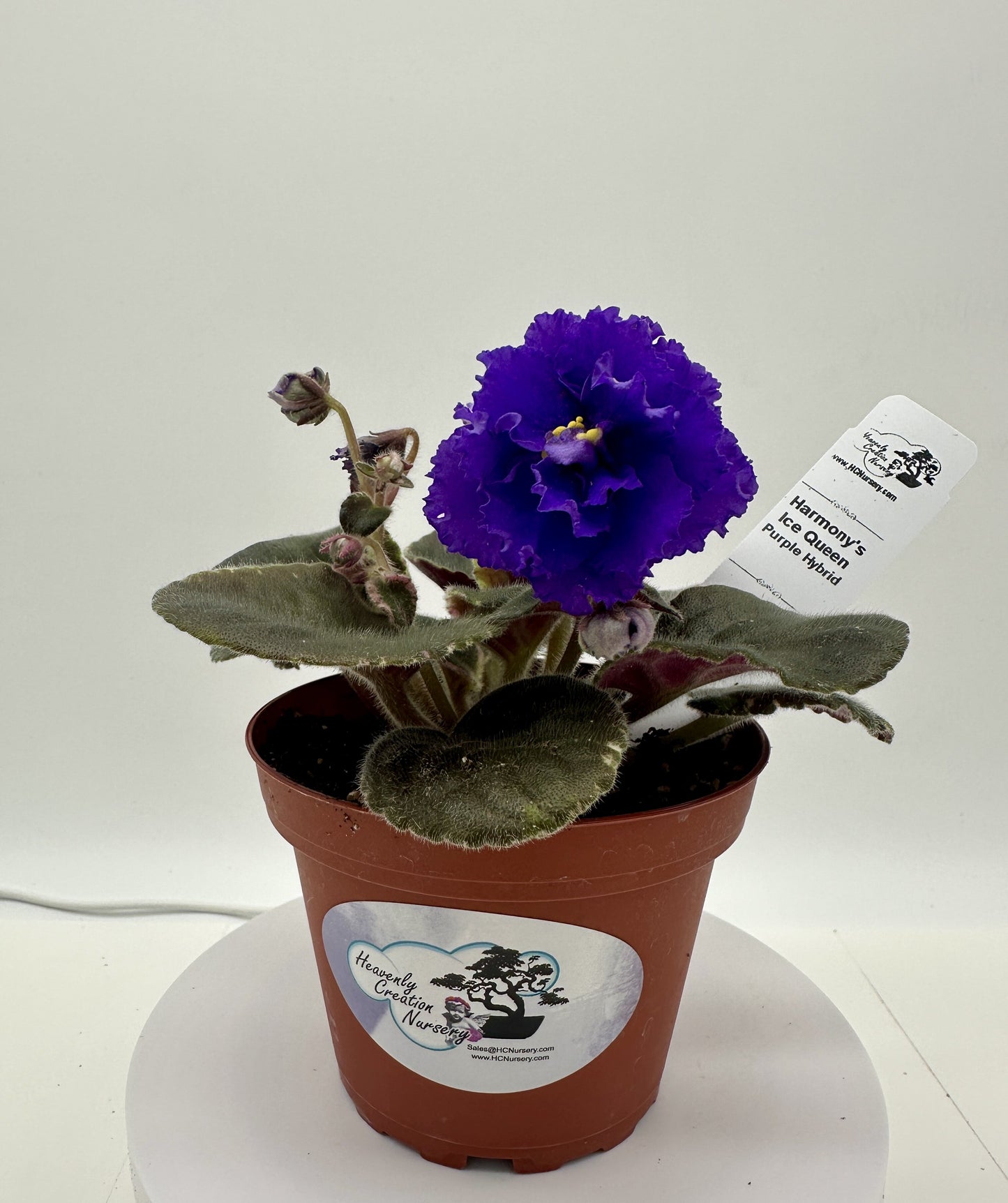 Harmony's Ice Queen - Purple Hybrid - Live African Violet 4"