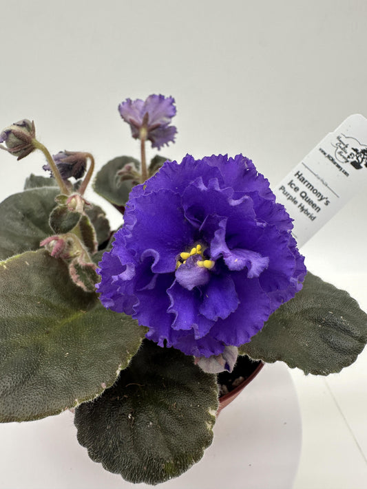 Harmony's Ice Queen - Purple Hybrid - Live African Violet 4"