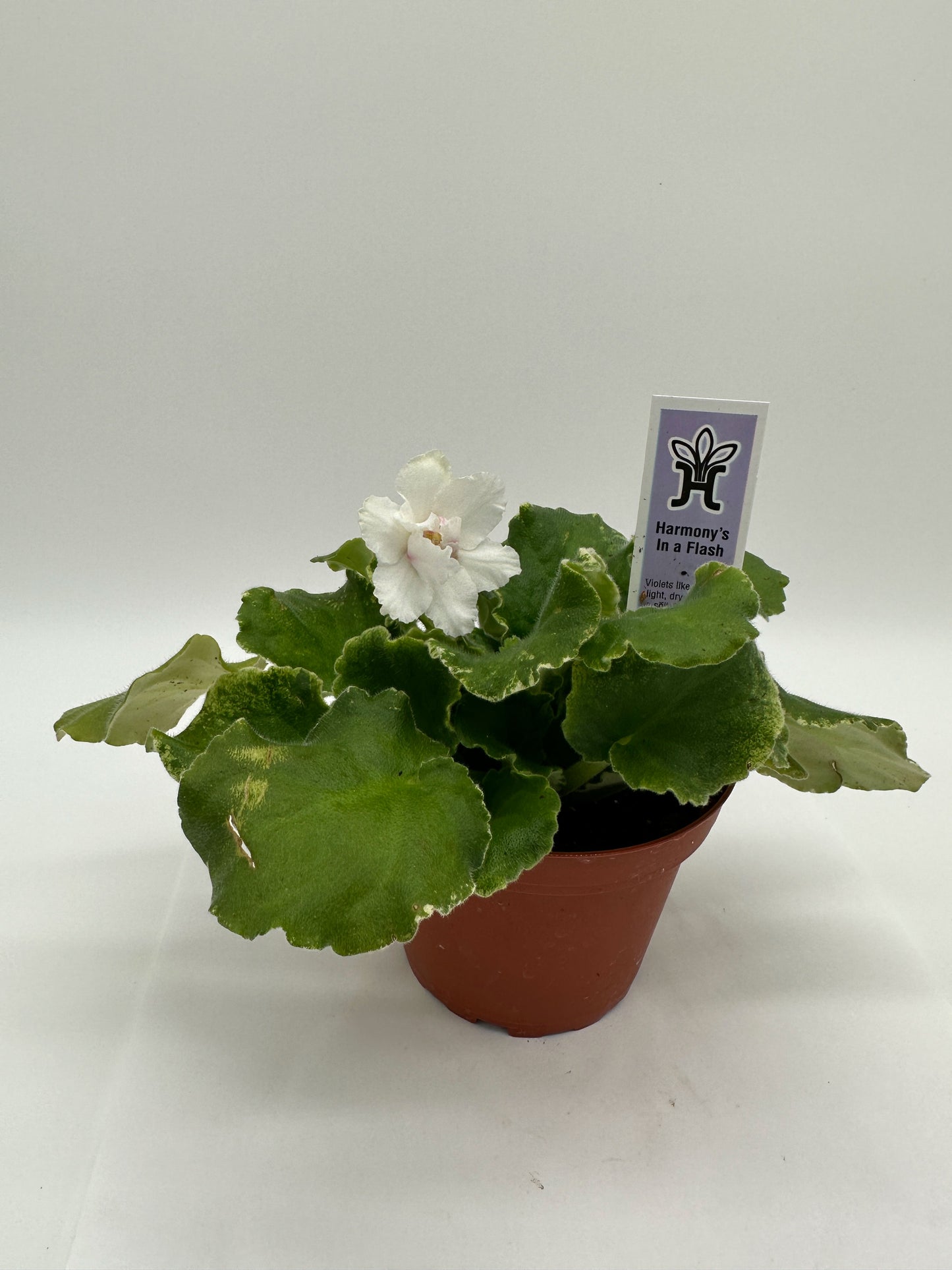 Harmony's In A Flash - Live African Violet 4"