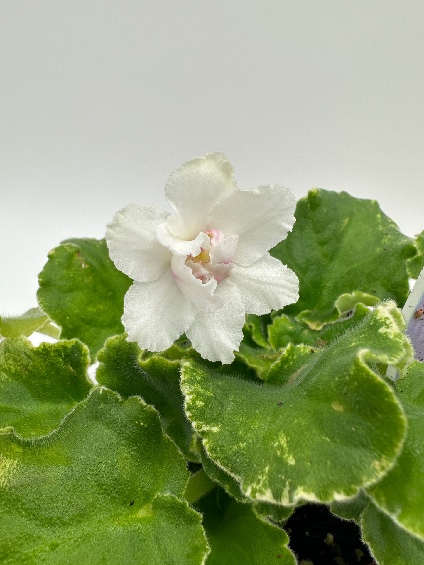 Harmony's In A Flash - Live African Violet 4"