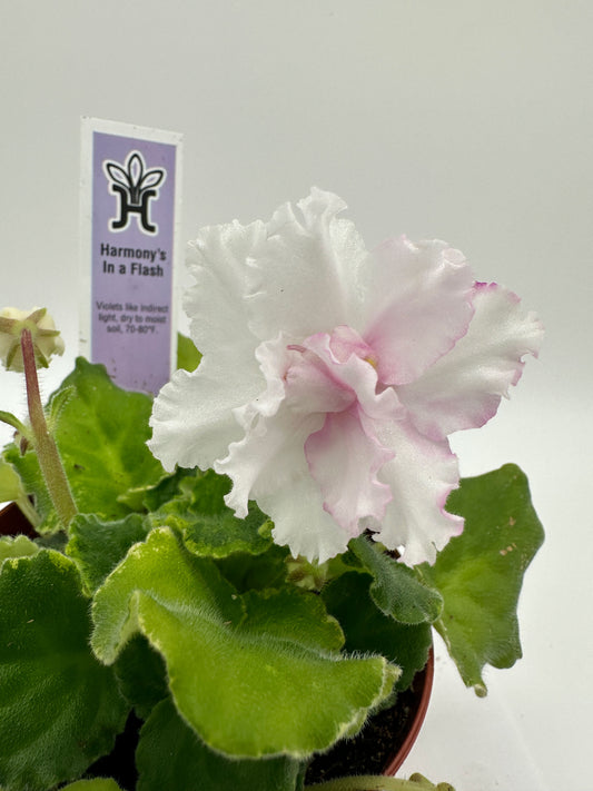 Harmony's In A Flash - Live African Violet 4"