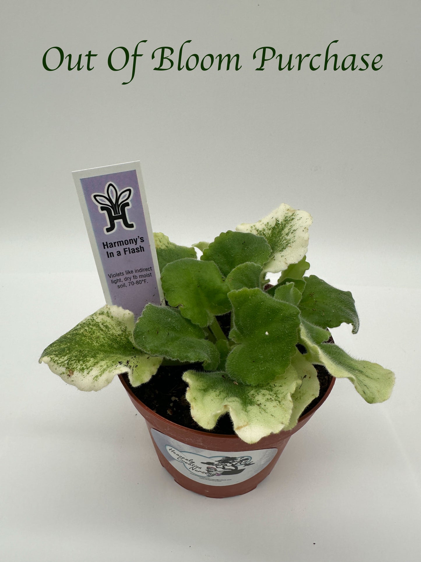 Harmony's In A Flash - Live African Violet 4"