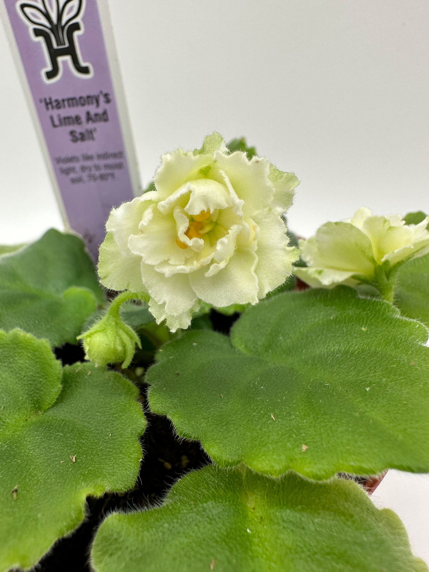 Harmony's Lime And Salt - Live African Violet 4"