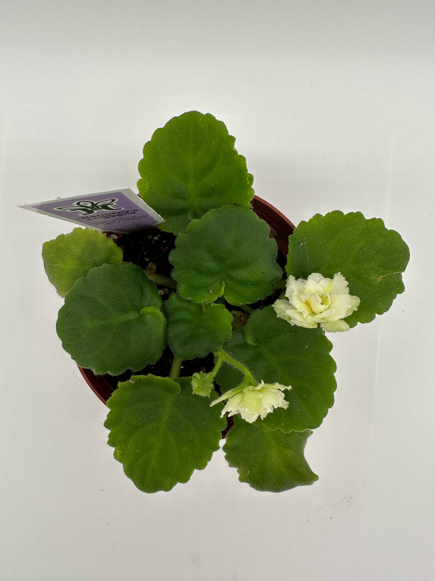 Harmony's Lime And Salt - Live African Violet 4"