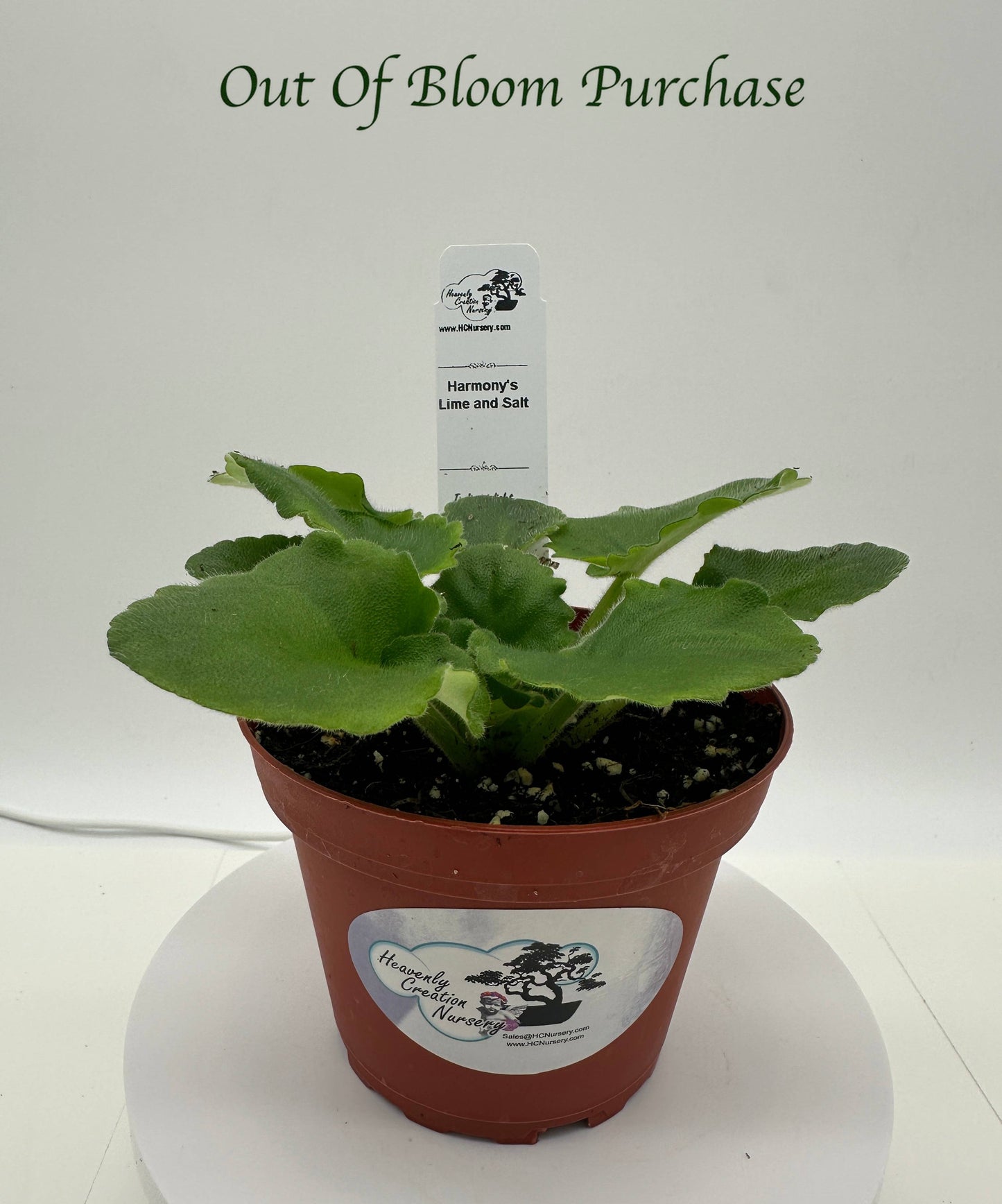 Harmony's Lime And Salt - Live African Violet 4"