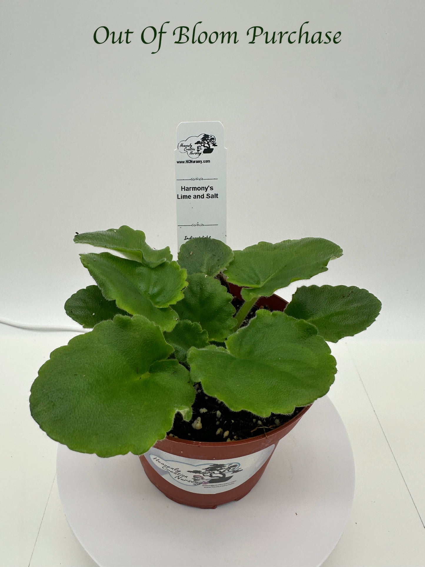 Harmony's Lime And Salt - Live African Violet 4"