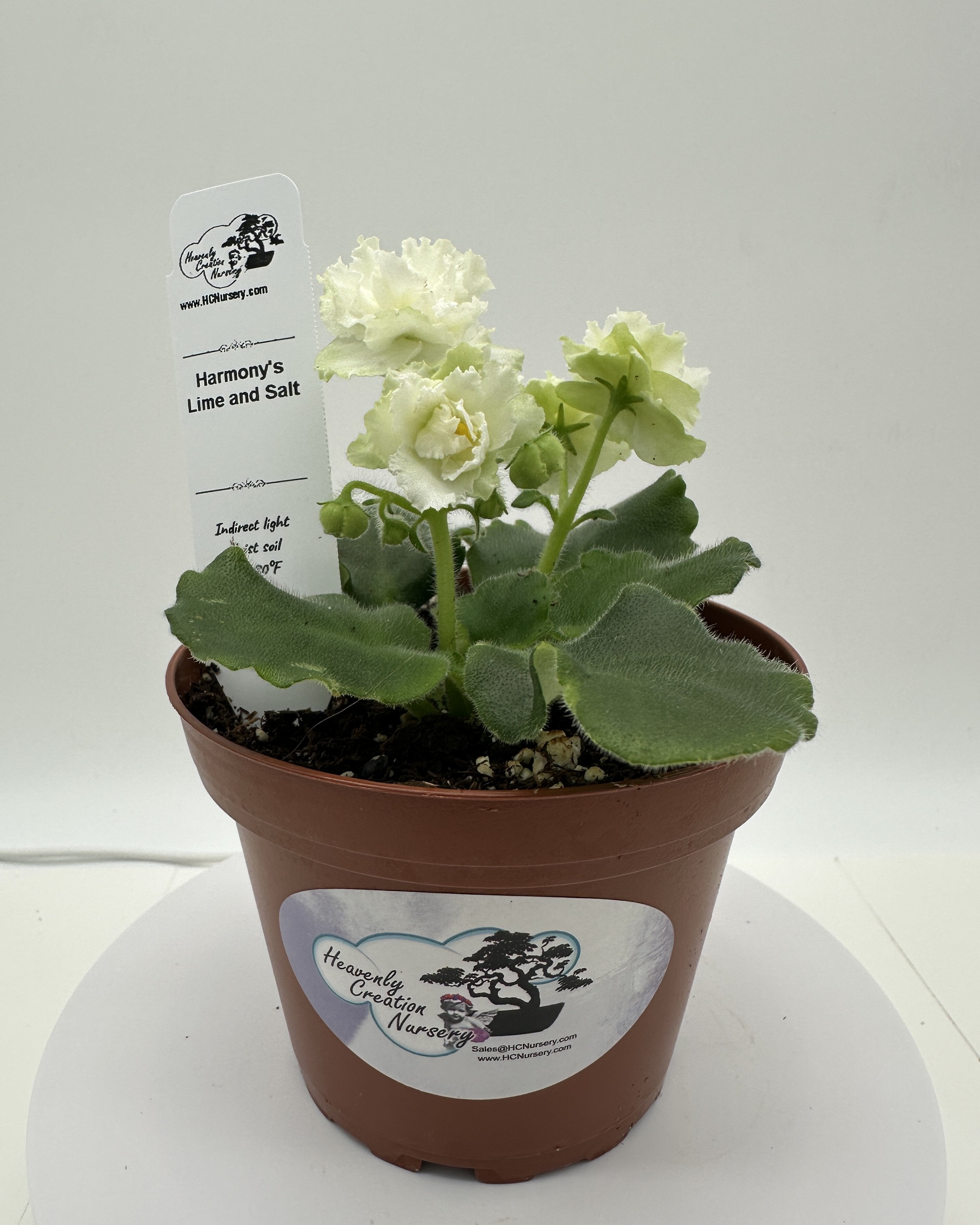 Harmony's Lime And Salt African Violet - Live 4