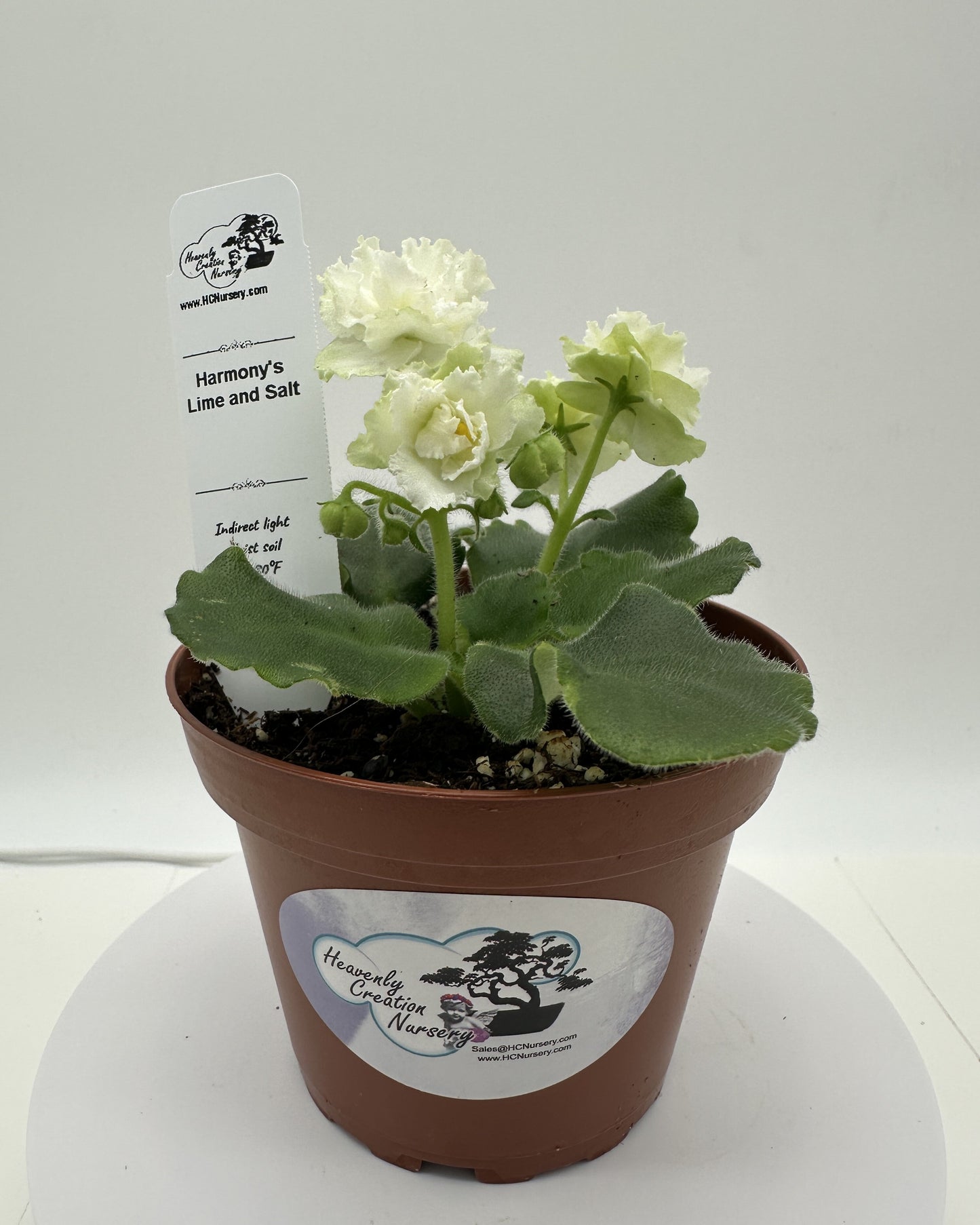 Harmony's Lime And Salt - Live African Violet 4"