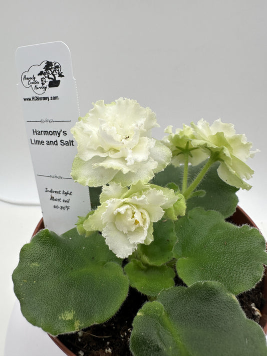 Harmony's Lime And Salt - Live African Violet 4"
