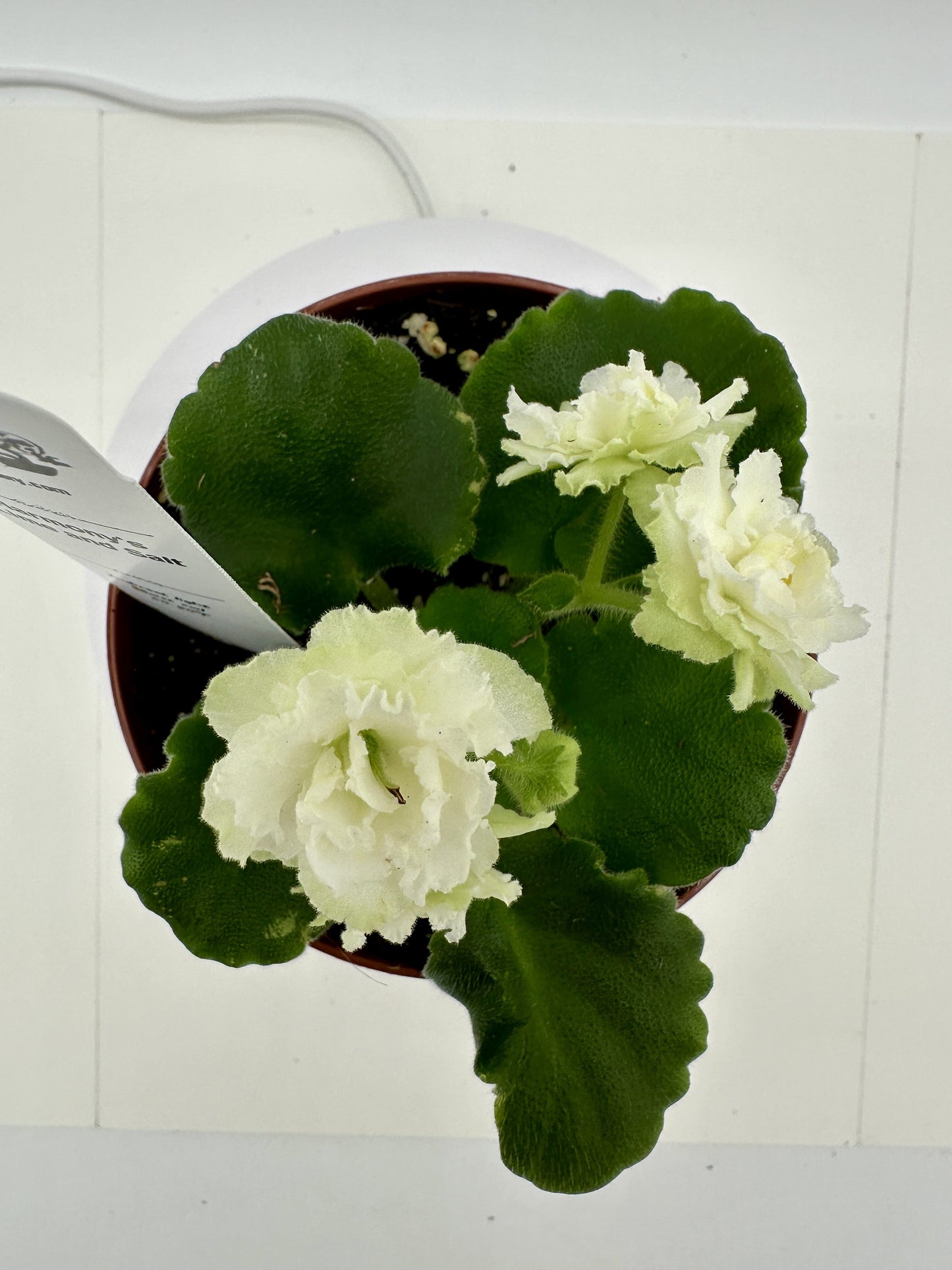 Harmony's Lime And Salt - Live African Violet 4"