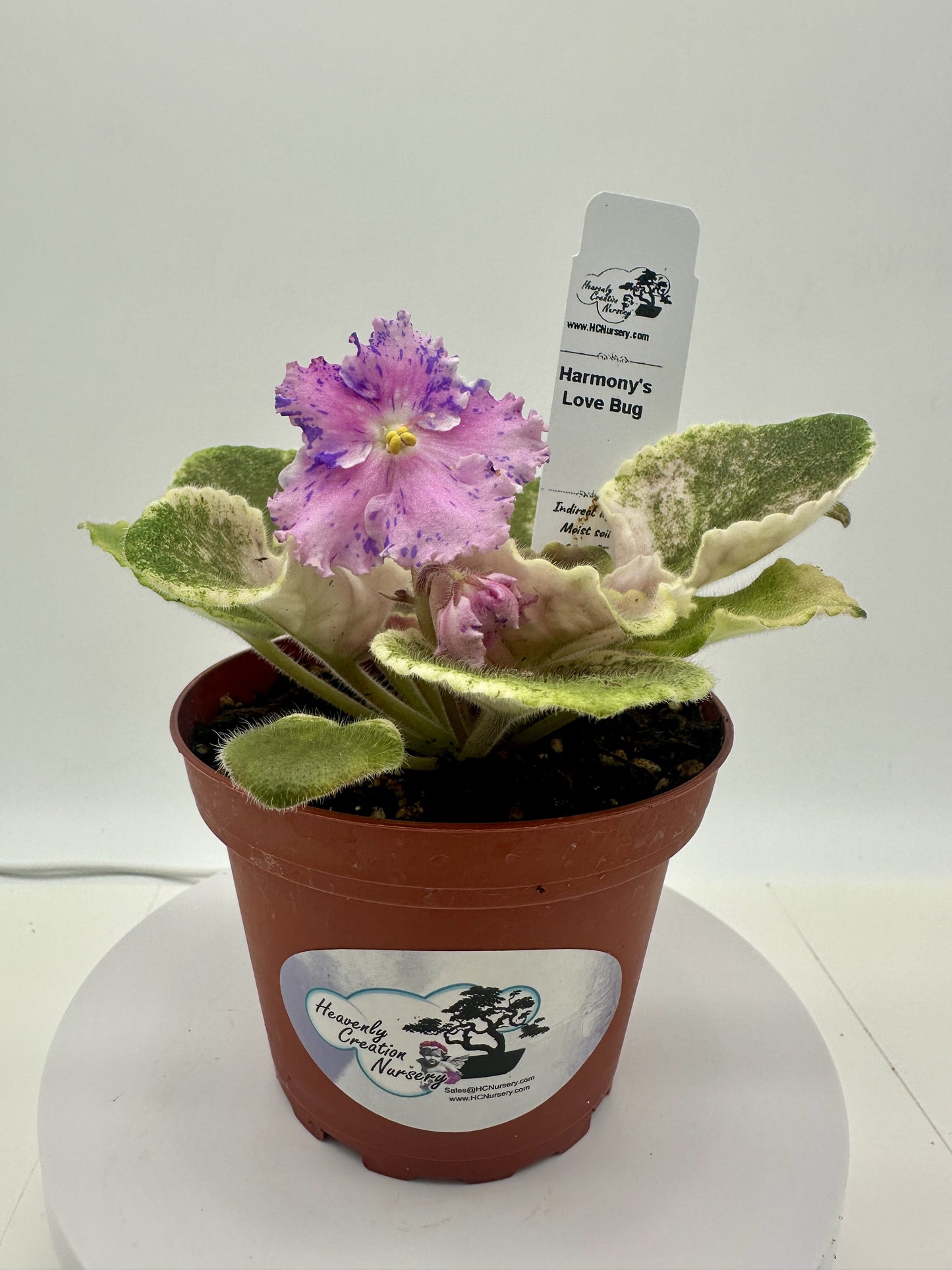 Harmony's Love Bug - Live African Violet 4"