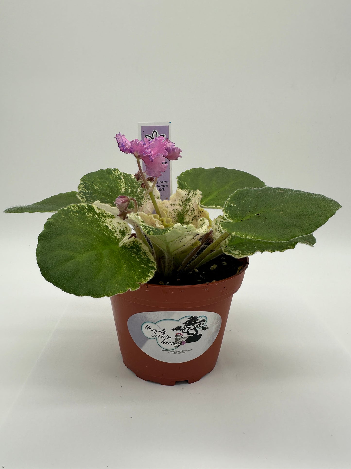 Harmony's Love Bug - Live African Violet 4"