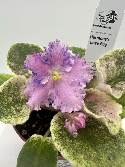 Harmony's Love Bug - Live African Violet 4"