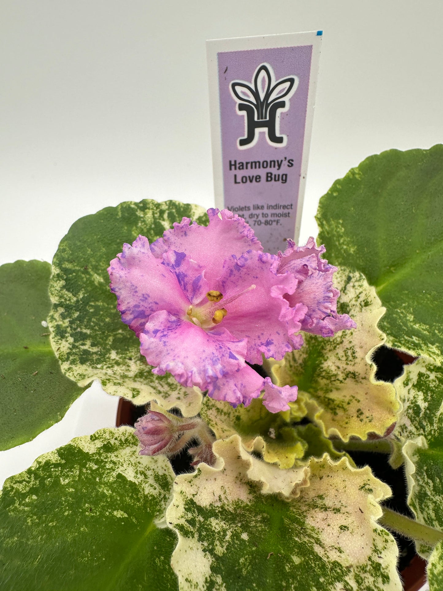 Harmony's Love Bug - Live African Violet 4"