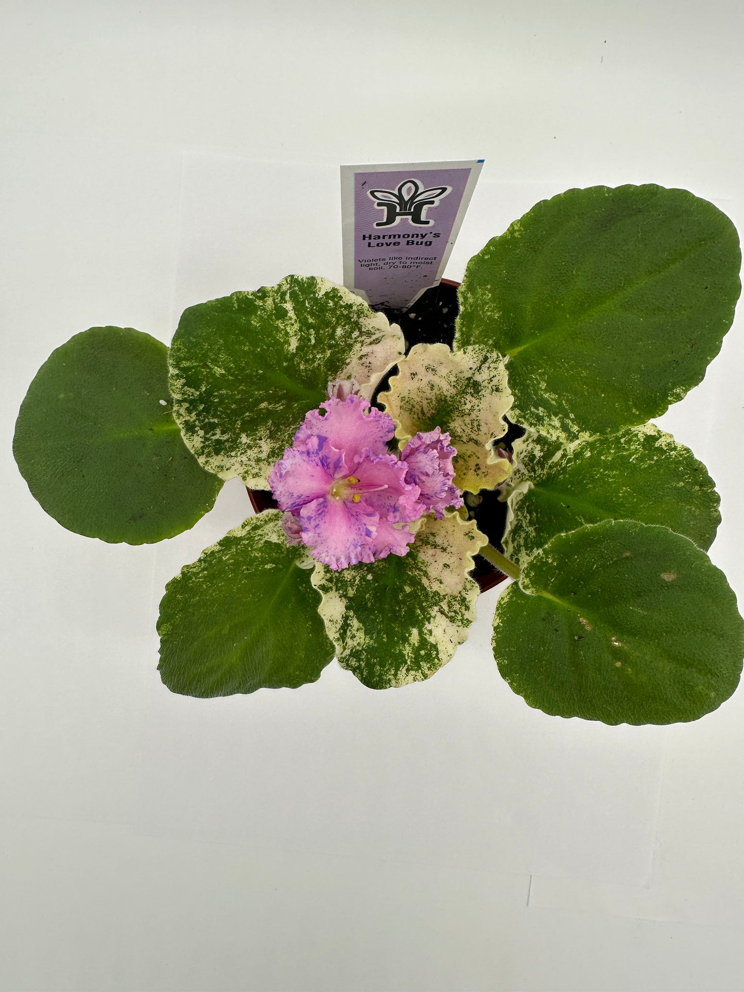 Harmony's Love Bug - Live African Violet 4"