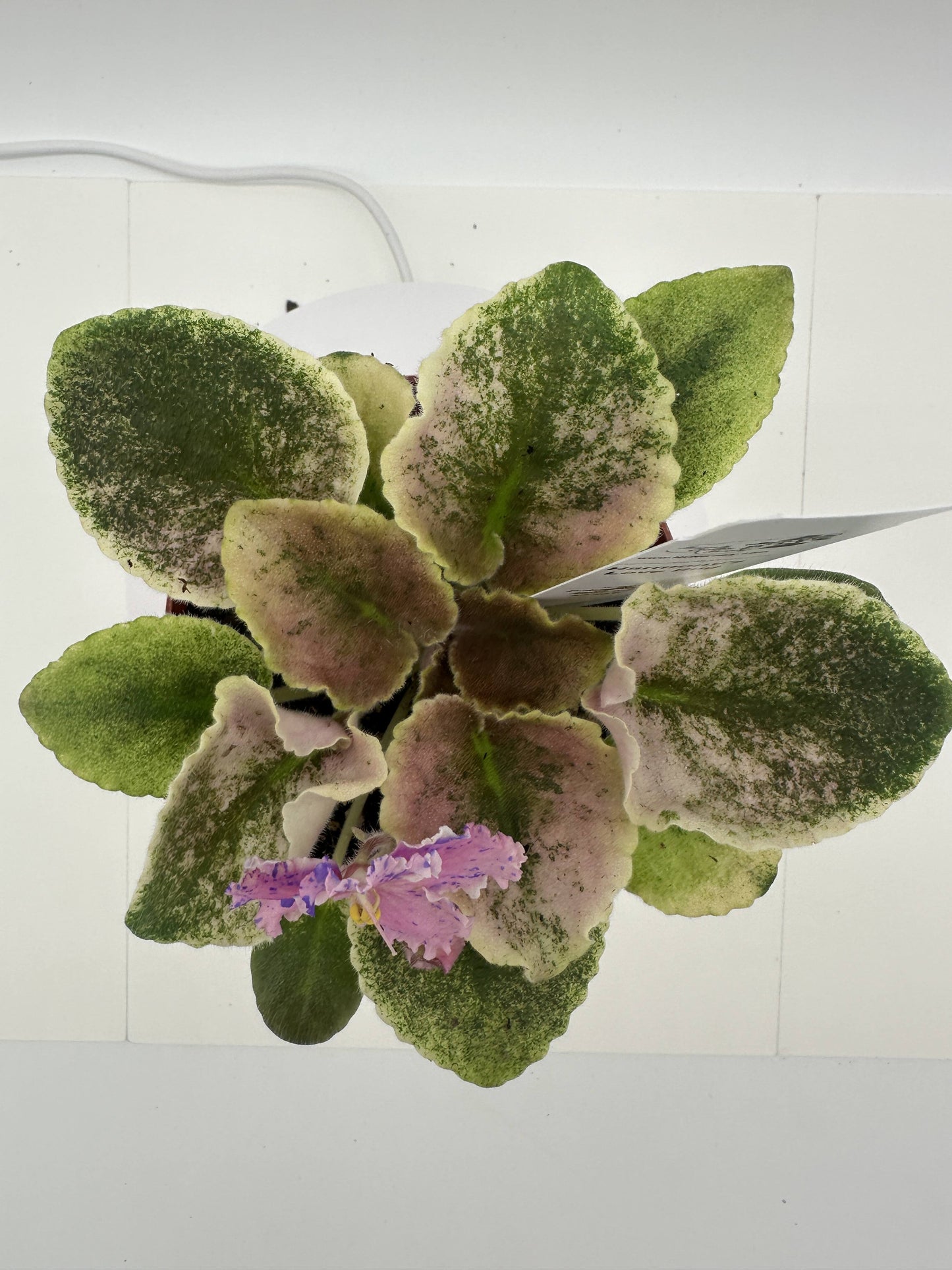 Harmony's Love Bug - Live African Violet 4"