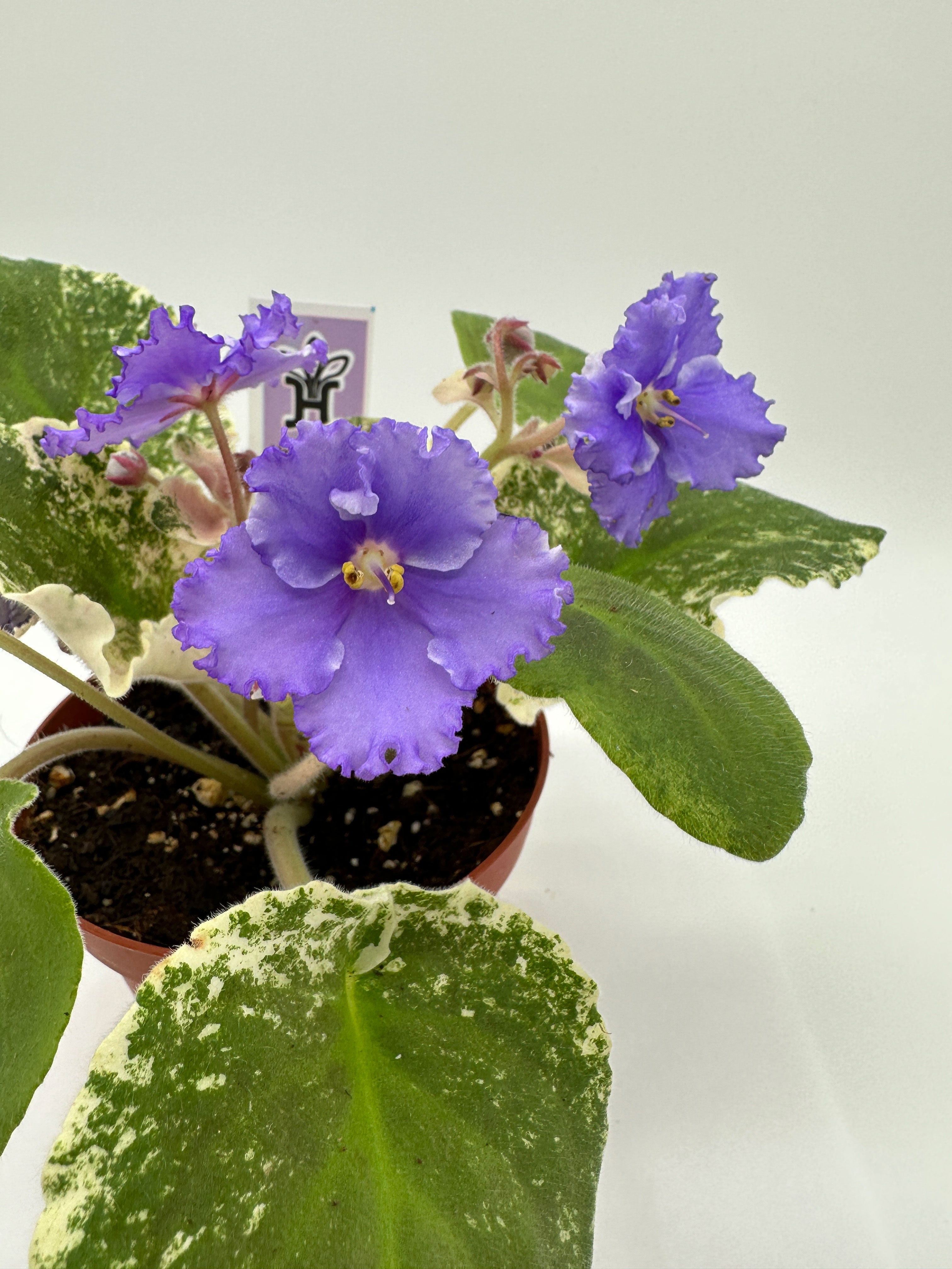 Harmony's Love Bug - Live African Violet 4