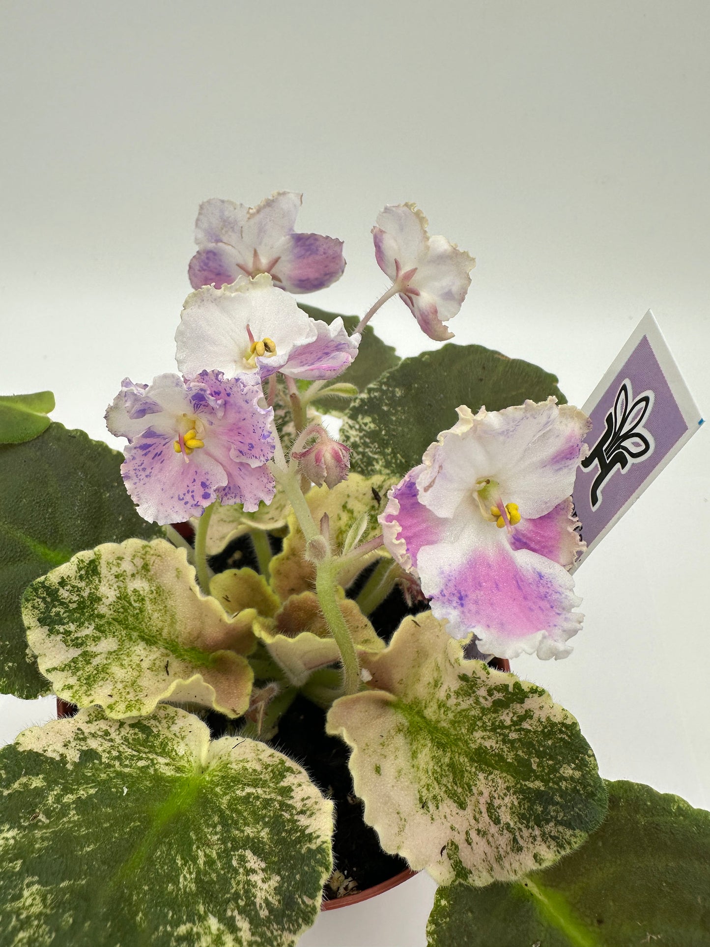 Harmony's Love Bug - Live African Violet 4"