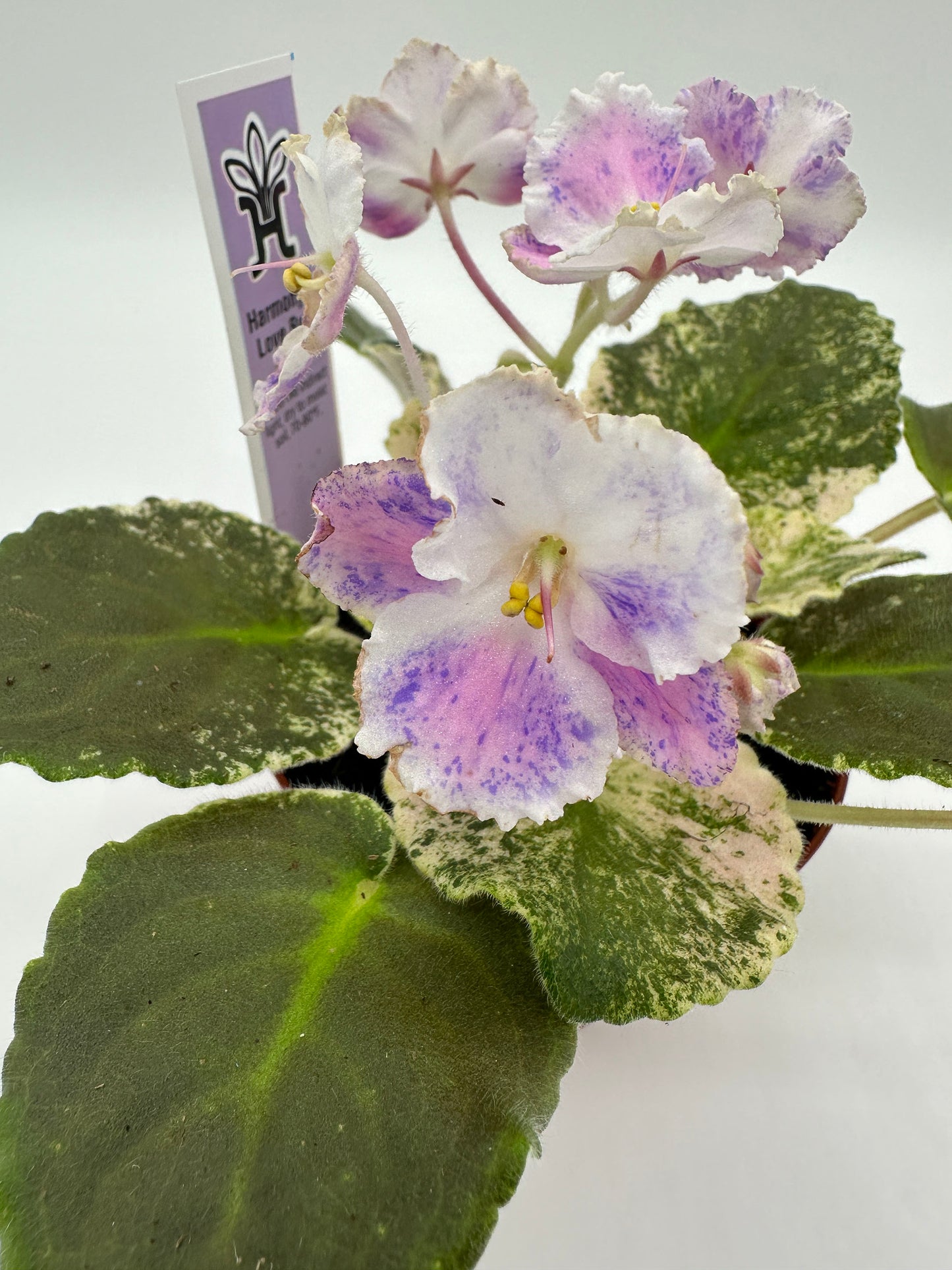 Harmony's Love Bug - Live African Violet 4"