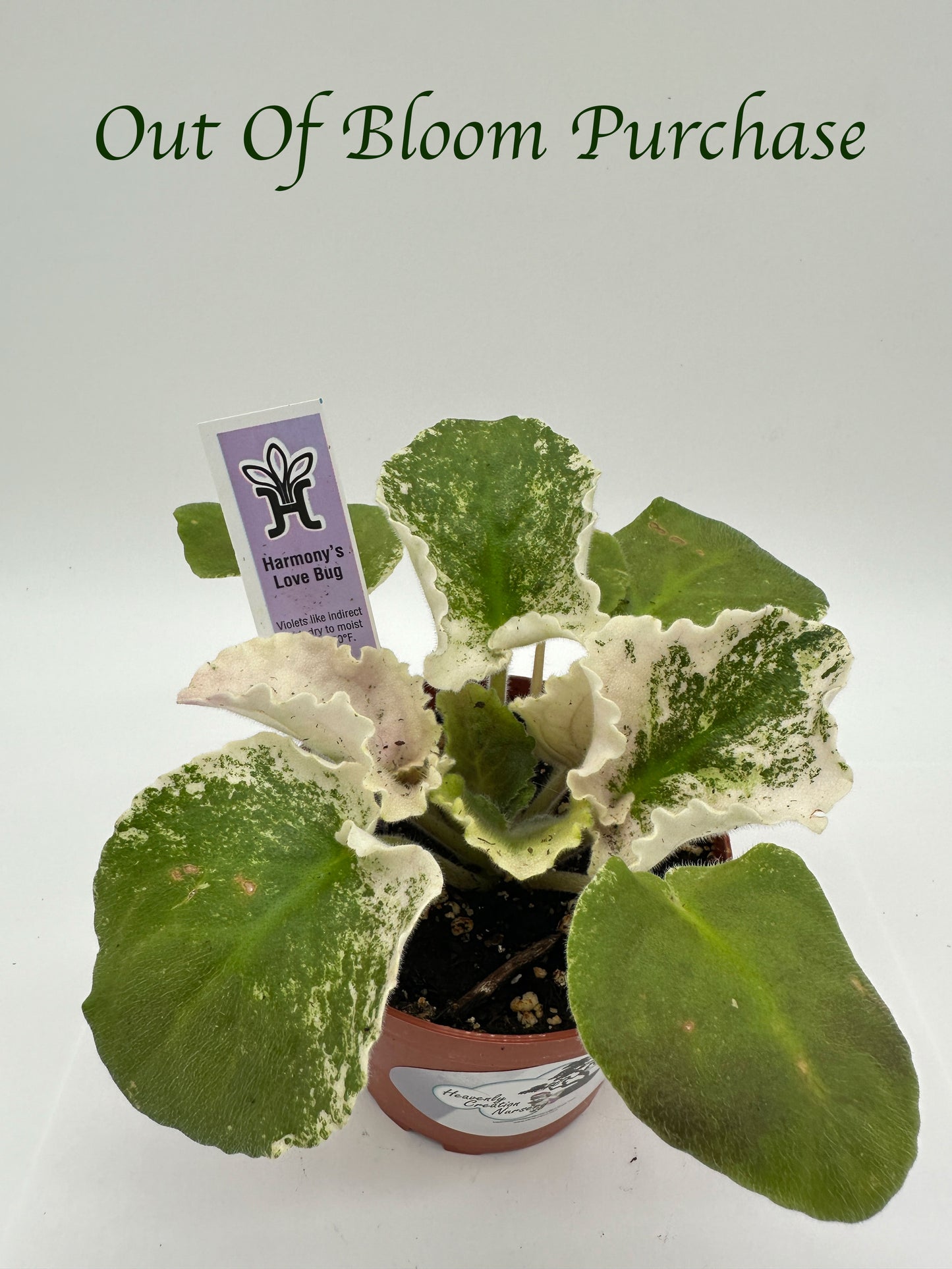 Harmony's Love Bug - Live African Violet 4"