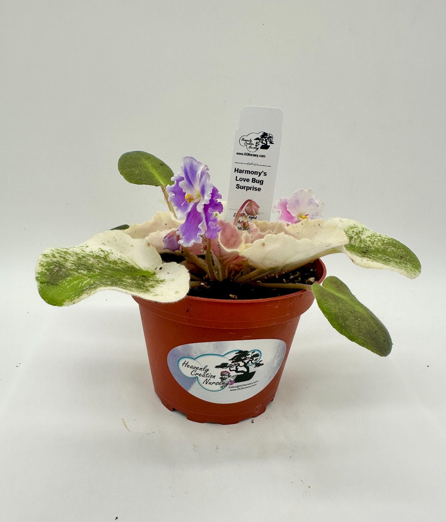 Harmony's Love Bug - Surprise - Live African Violet 4"