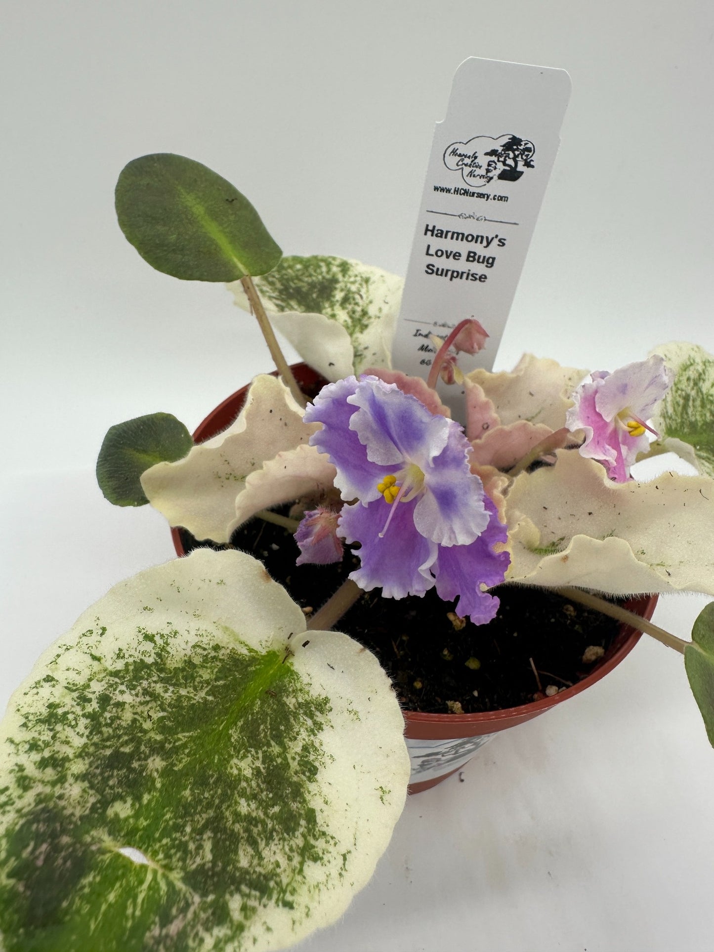 Harmony's Love Bug - Surprise - Live African Violet 4"