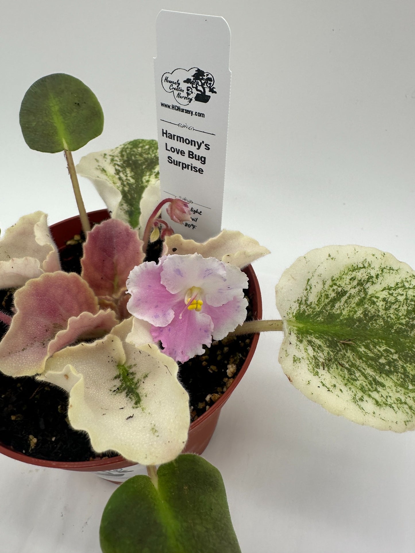 Harmony's Love Bug - Surprise - Live African Violet 4"