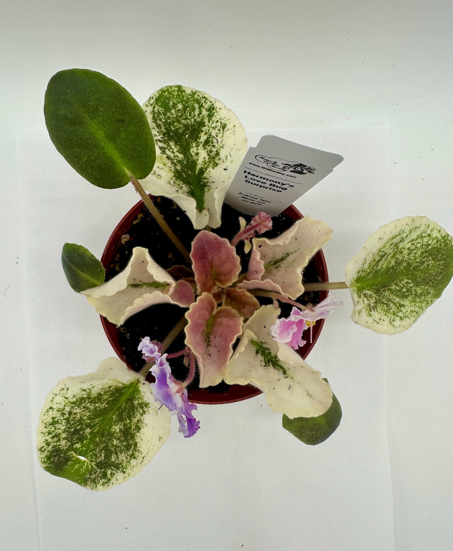 Harmony's Love Bug - Surprise - Live African Violet 4"