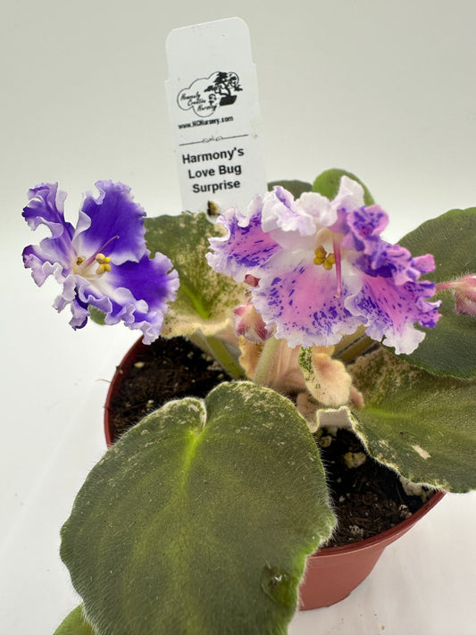 Harmony's Love Bug - Surprise - Live African Violet 4"