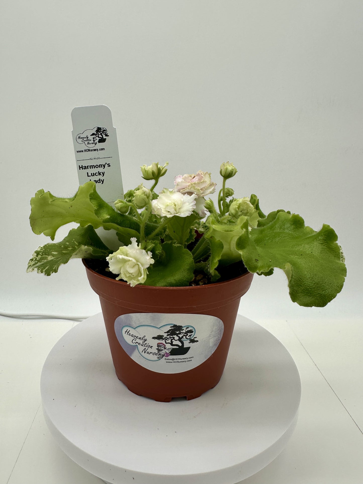 Harmony's Lucky Lady - Live African Violet 4"