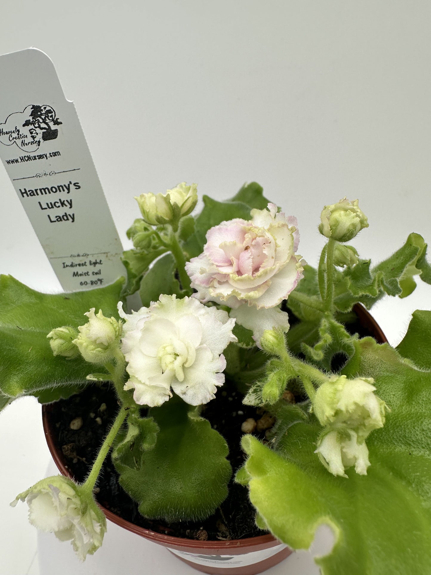 Harmony's Lucky Lady - Live African Violet 4"