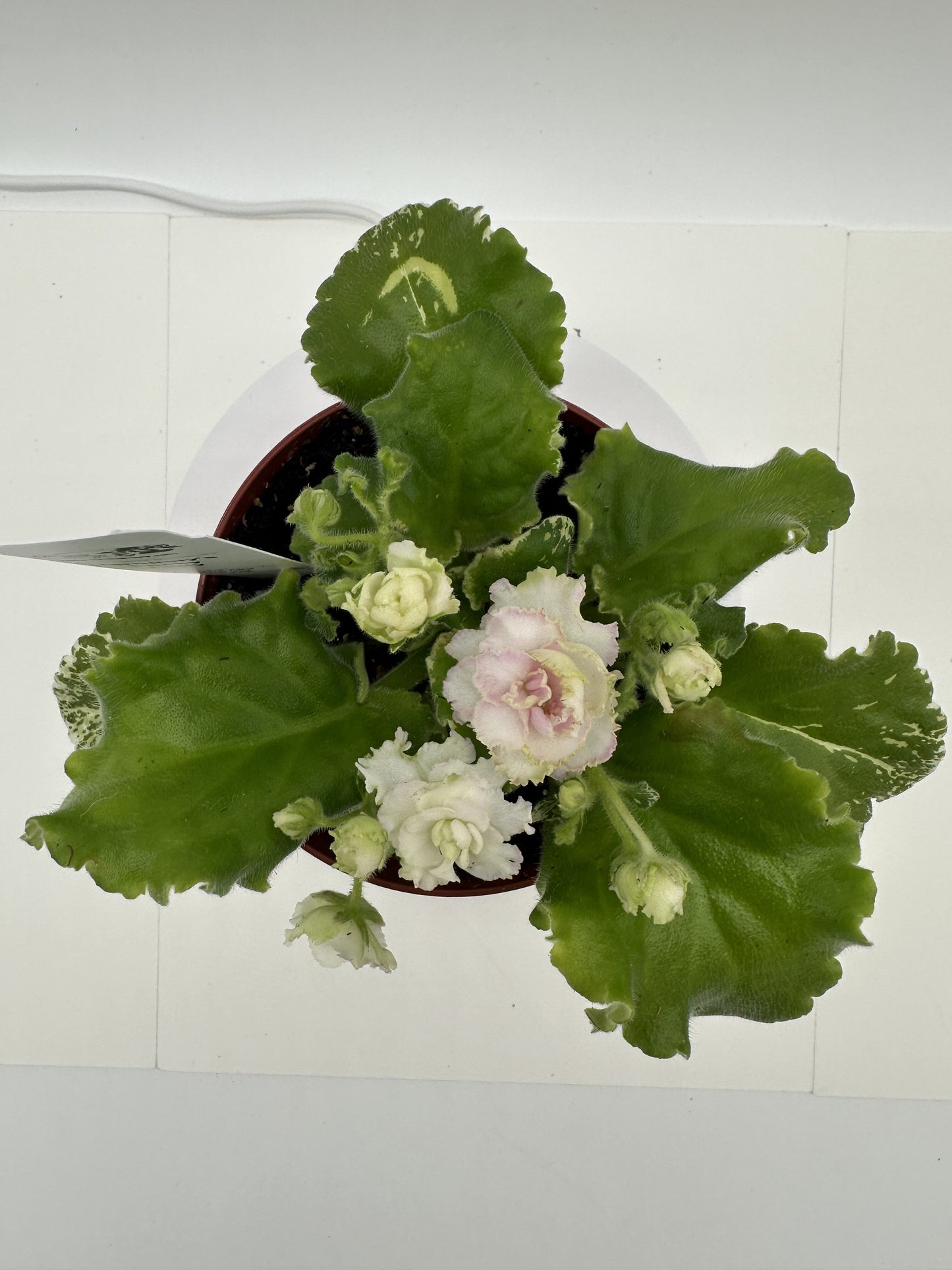 Harmony's Lucky Lady - Live African Violet 4"