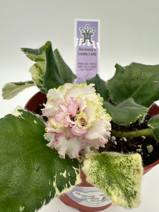Harmony's Lucky Lady - Live African Violet 4"