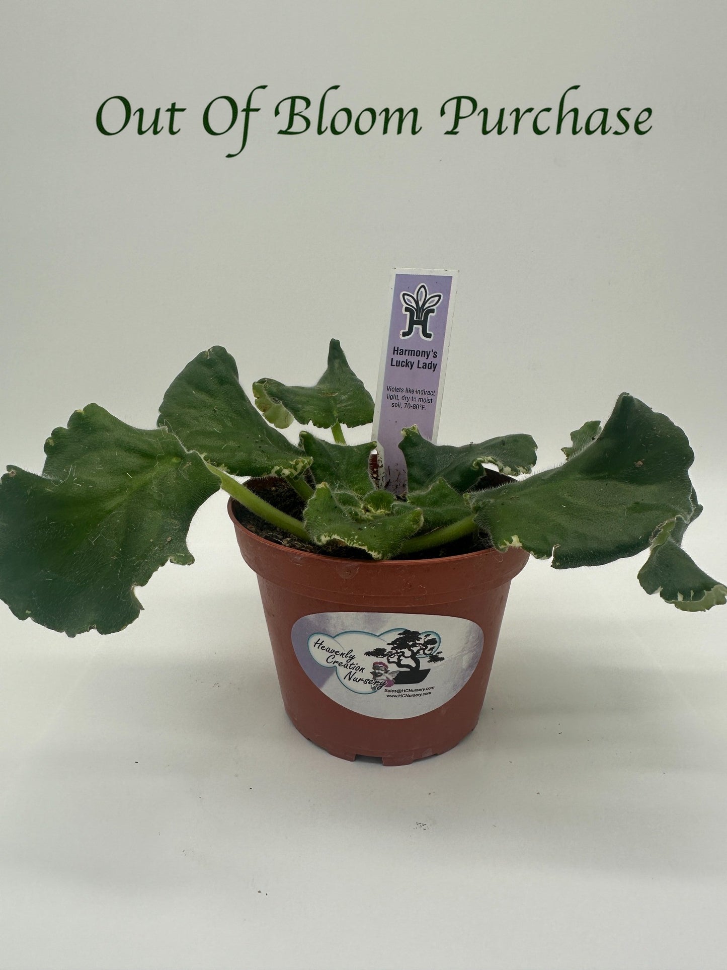 Harmony's Lucky Lady - Live African Violet 4"