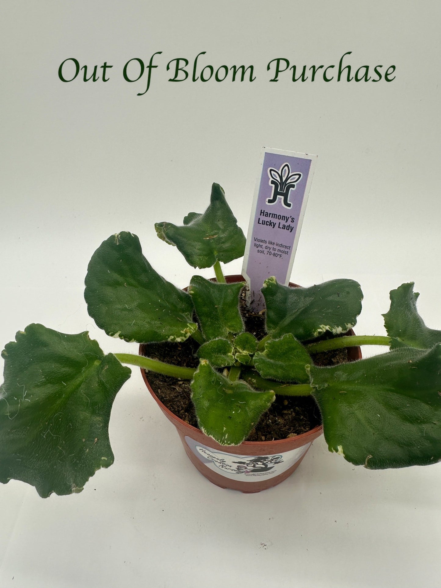 Harmony's Lucky Lady - Live African Violet 4"