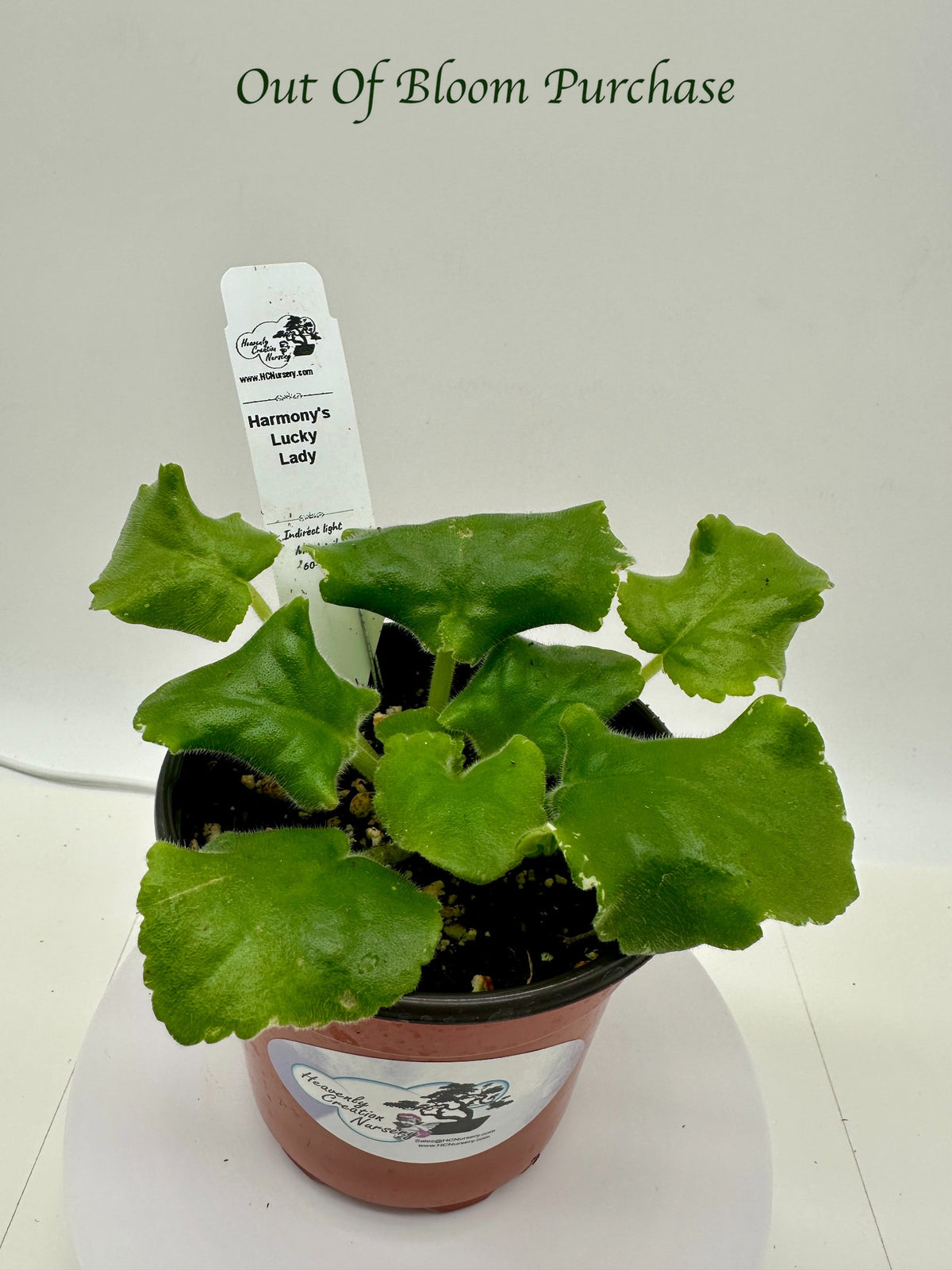 Harmony's Lucky Lady - Live African Violet 4"