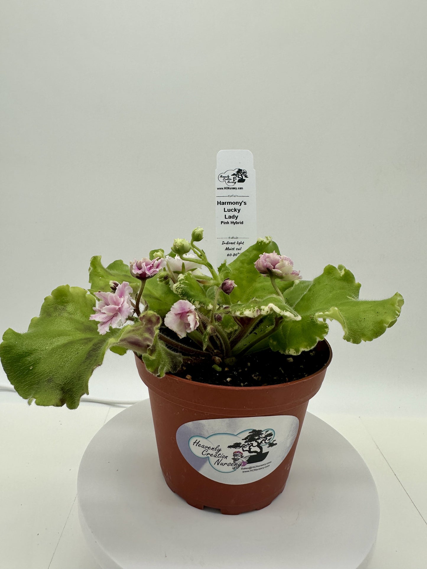 Harmony's Lucky Lady - Pink Hybrid - Live African Violet 4"