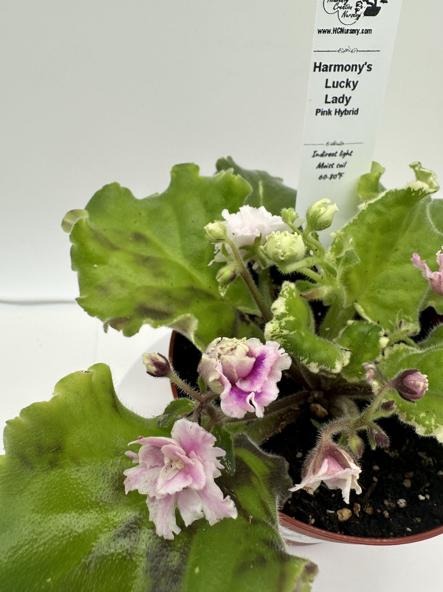 Harmony's Lucky Lady - Pink Hybrid - Live African Violet 4"
