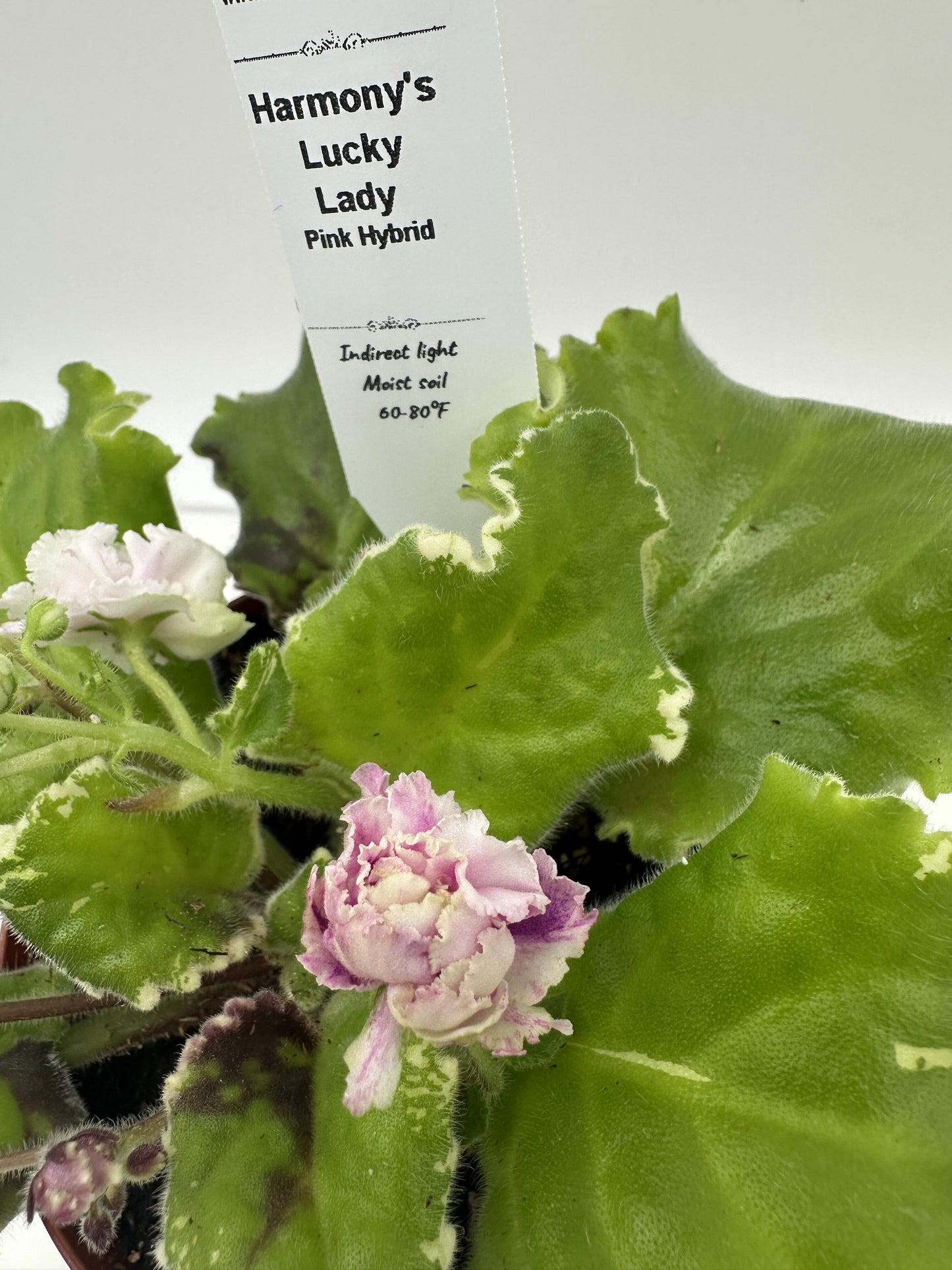 Harmony's Lucky Lady - Pink Hybrid - Live African Violet 4"
