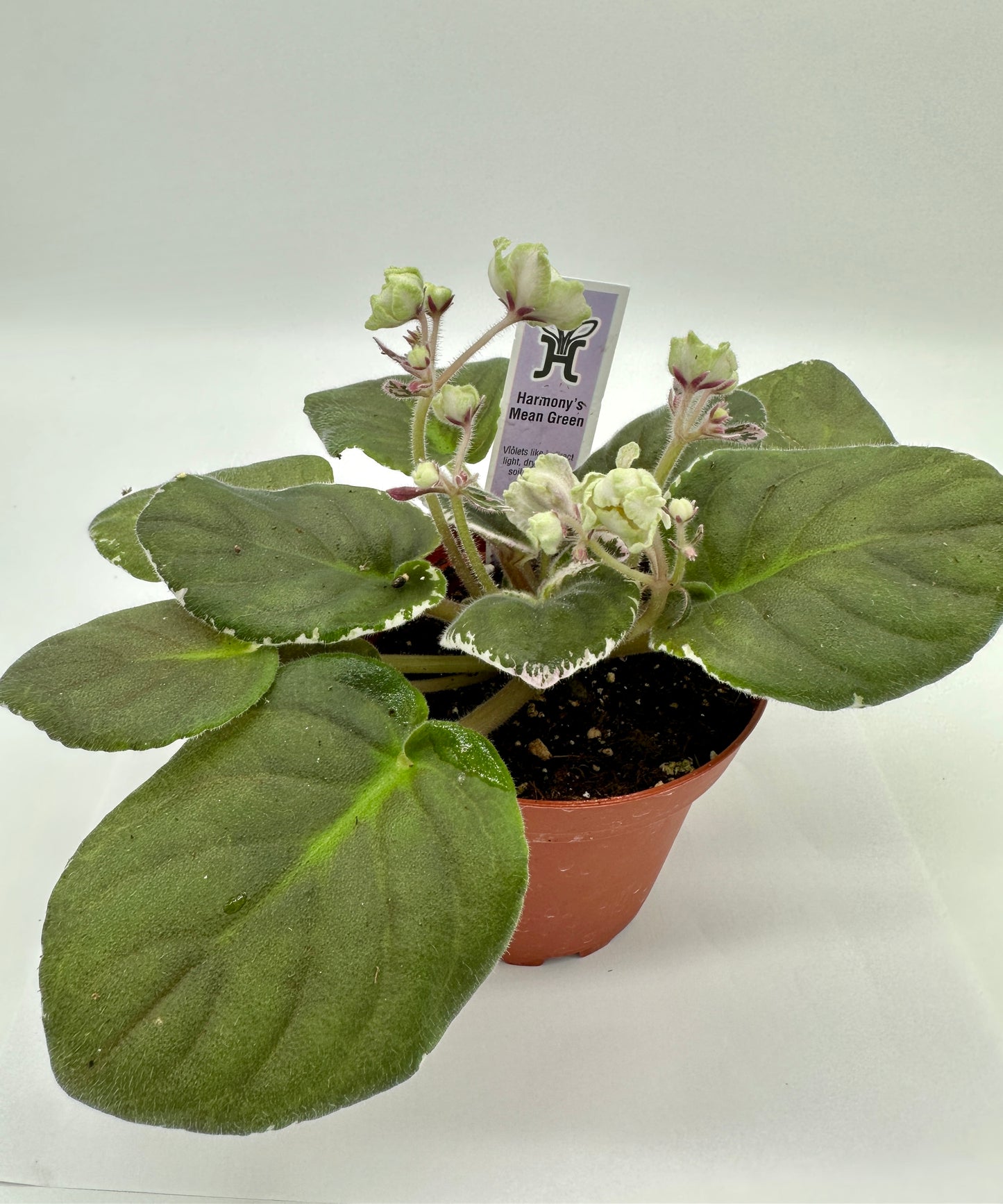 Harmony's Mean Green - Live African Violet 4"