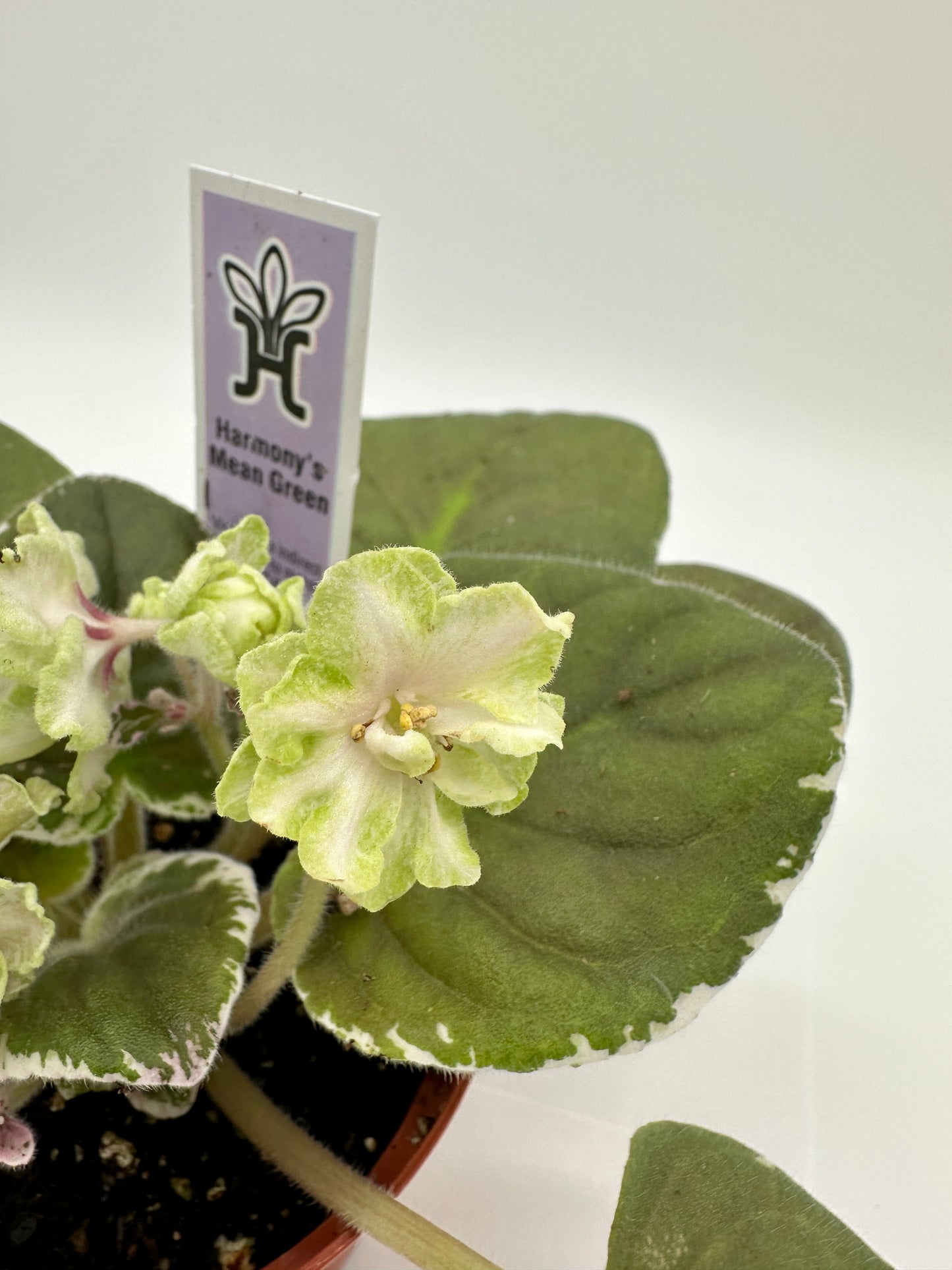 Harmony's Mean Green - Live African Violet 4"