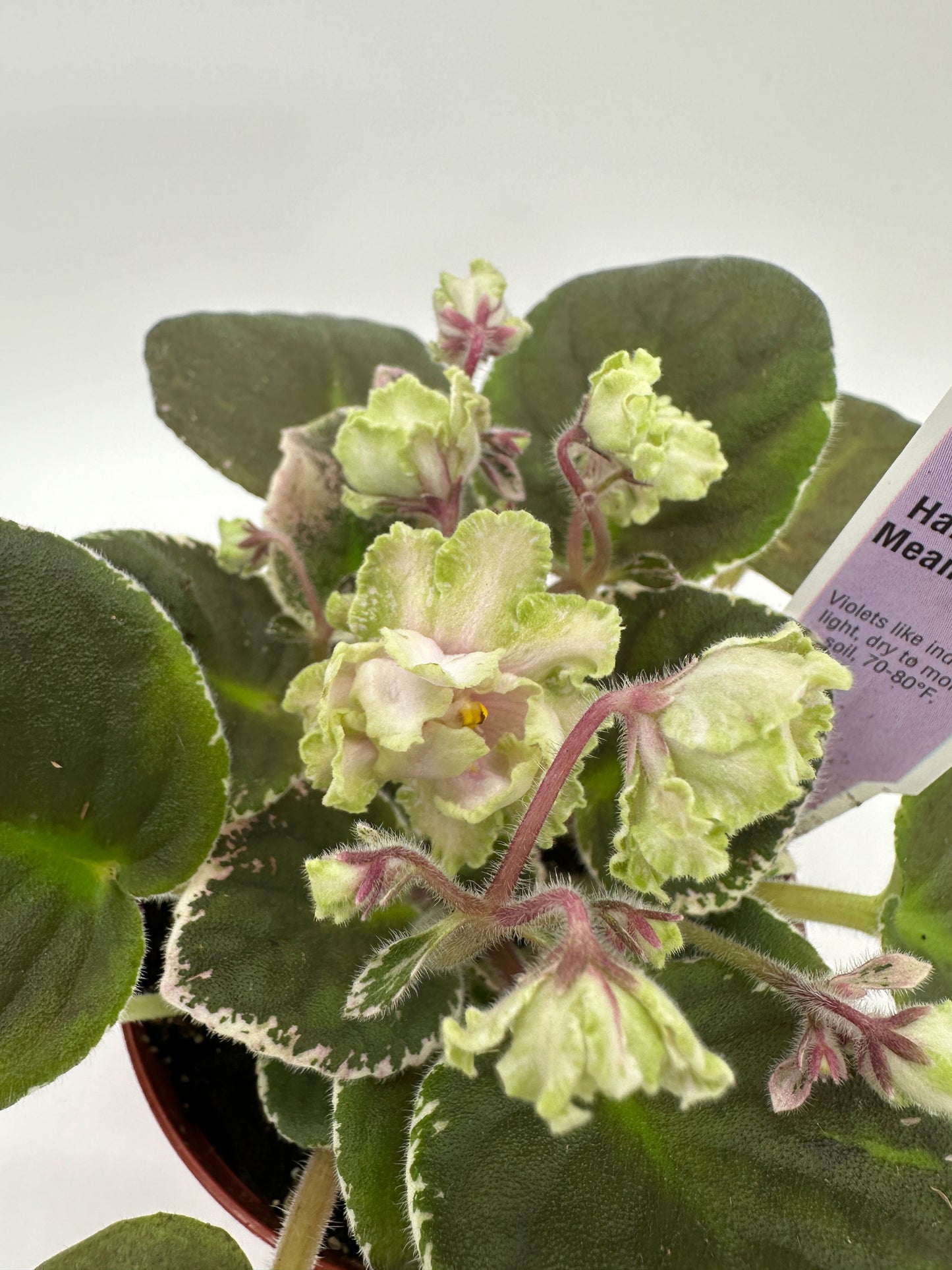 Harmony's Mean Green - Live African Violet 4"