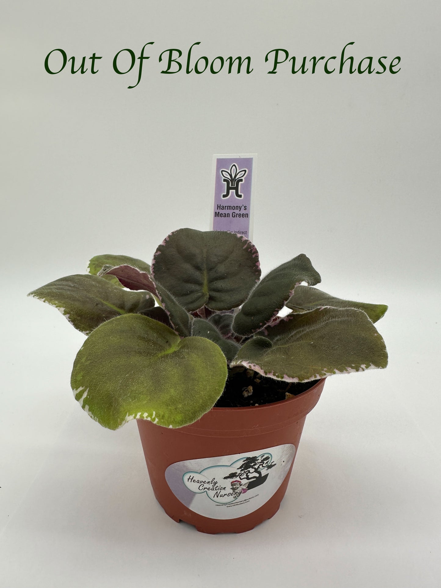 Harmony's Mean Green - Live African Violet 4"