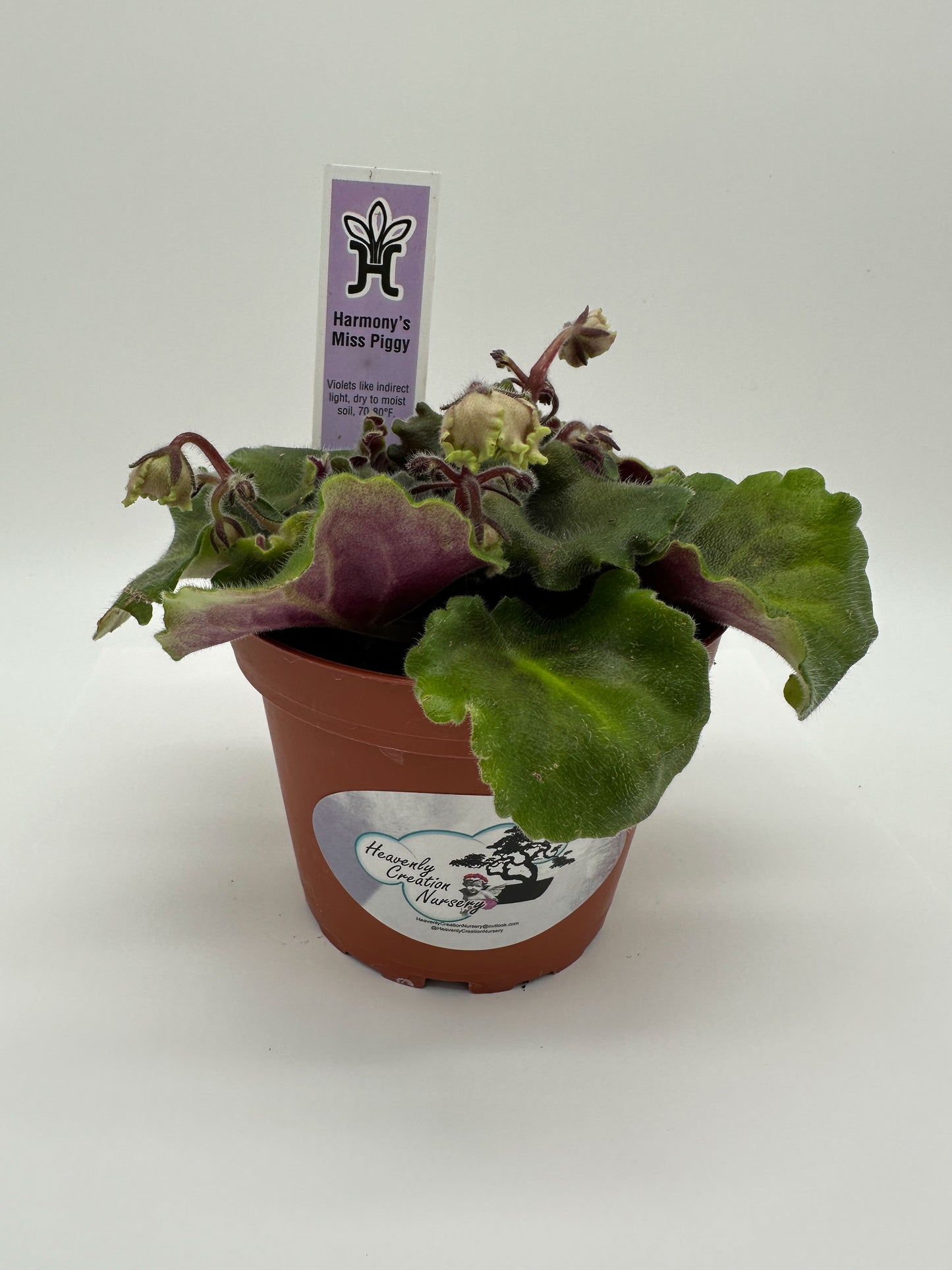 Harmony's Miss Piggy - Live African Violet 4"