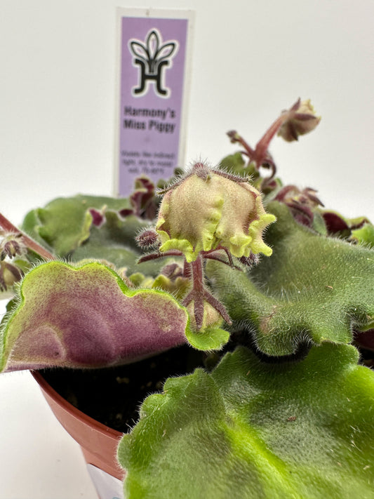 Harmony's Miss Piggy - Live African Violet 4"