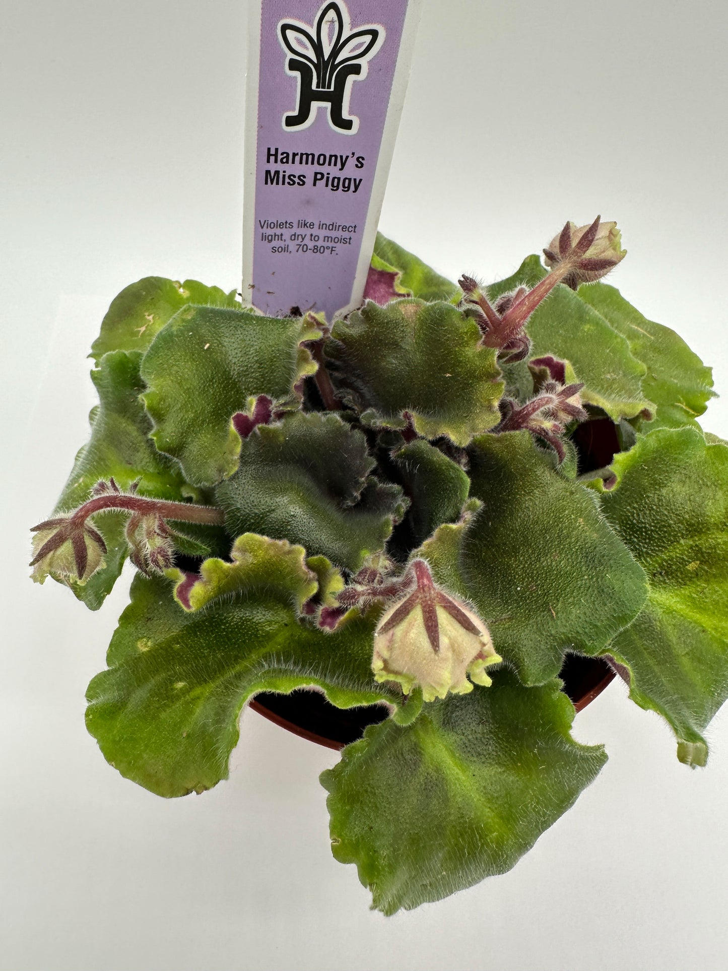 Harmony's Miss Piggy - Live African Violet 4"