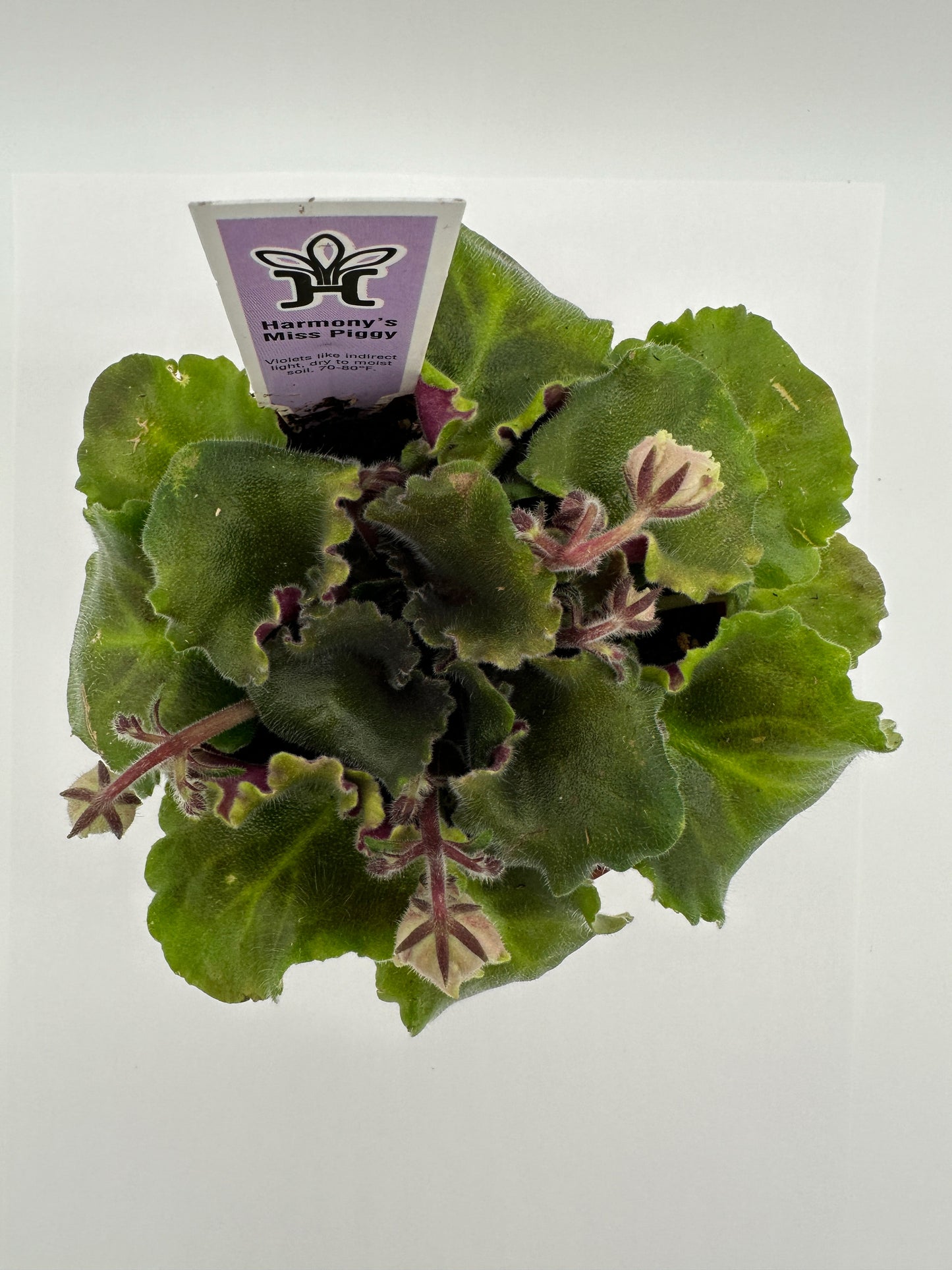 Harmony's Miss Piggy - Live African Violet 4"