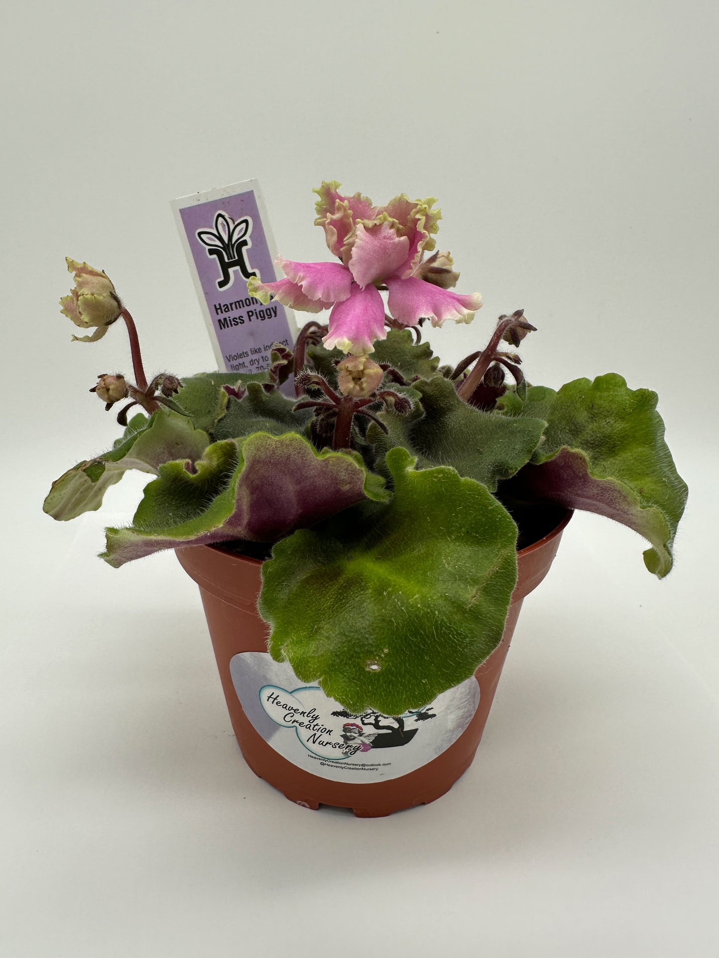 Harmony's Miss Piggy - Live African Violet 4"